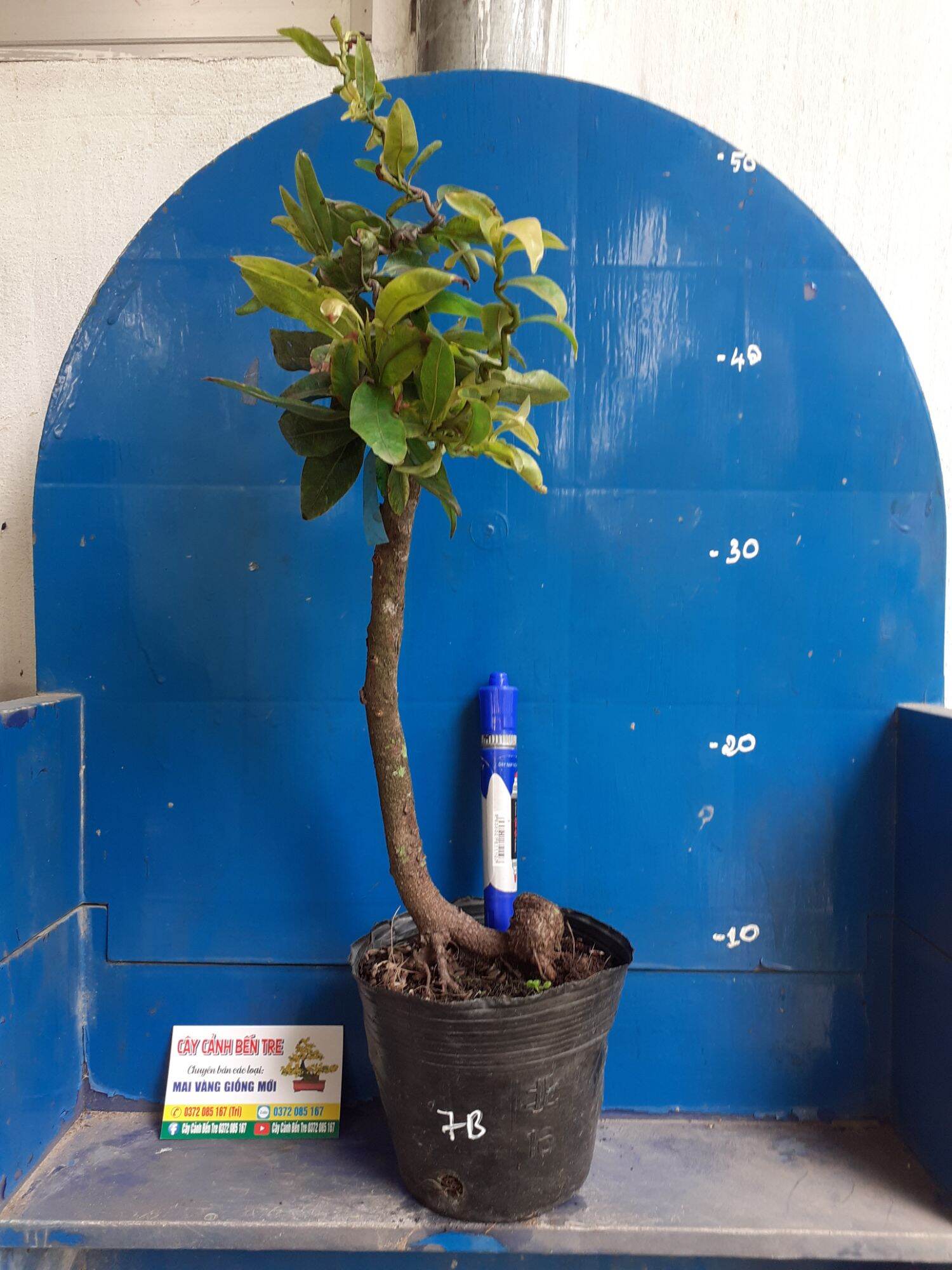 Mai Giảo tự xoắn