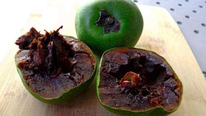 Cây Giống Hồng Đen Socola (Hồng Chocolate Indonesia)