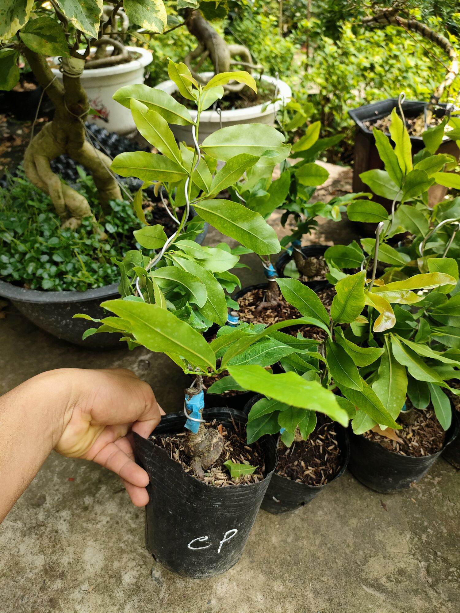 Mai cúc phượng thanh trân