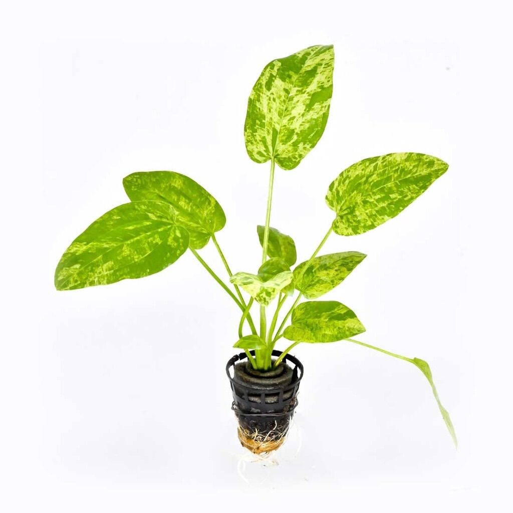 Lan nước Var thủy sinh- 1 cây