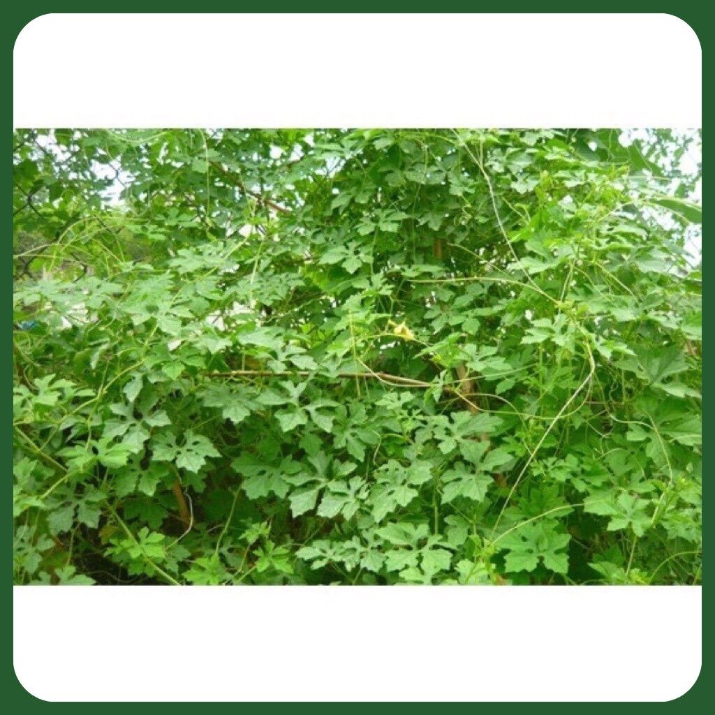 DÂY KHỔ QUA RỪNG ( MƯỚP ĐẮNG RỪNG ) - Túi 500gr