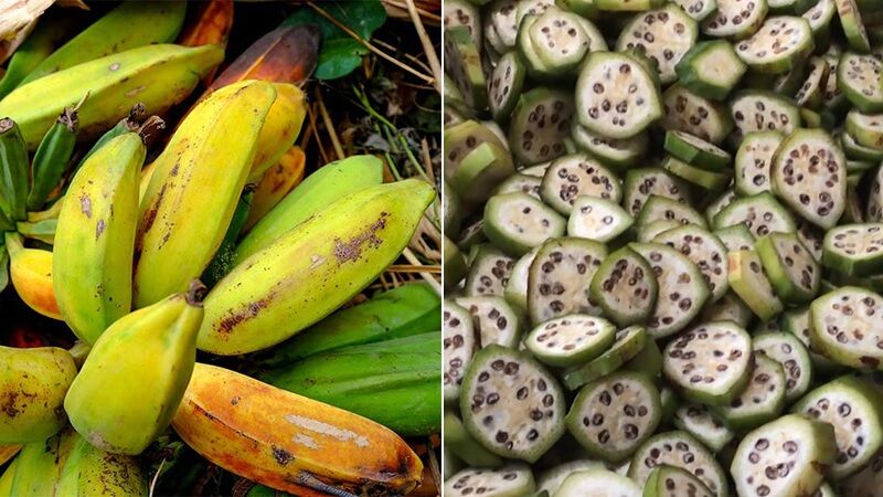 Cây giống chuối hột