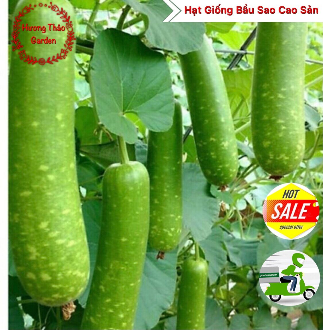 Hạt giống bầu sao lai f1