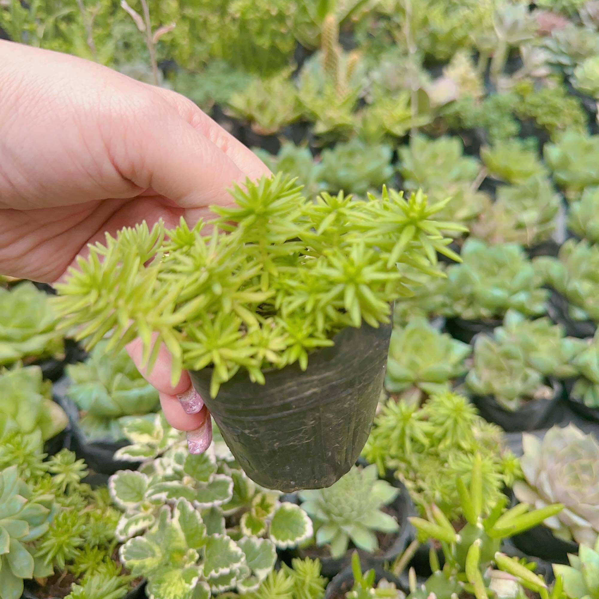 Sen đá sedum xanh size bầu