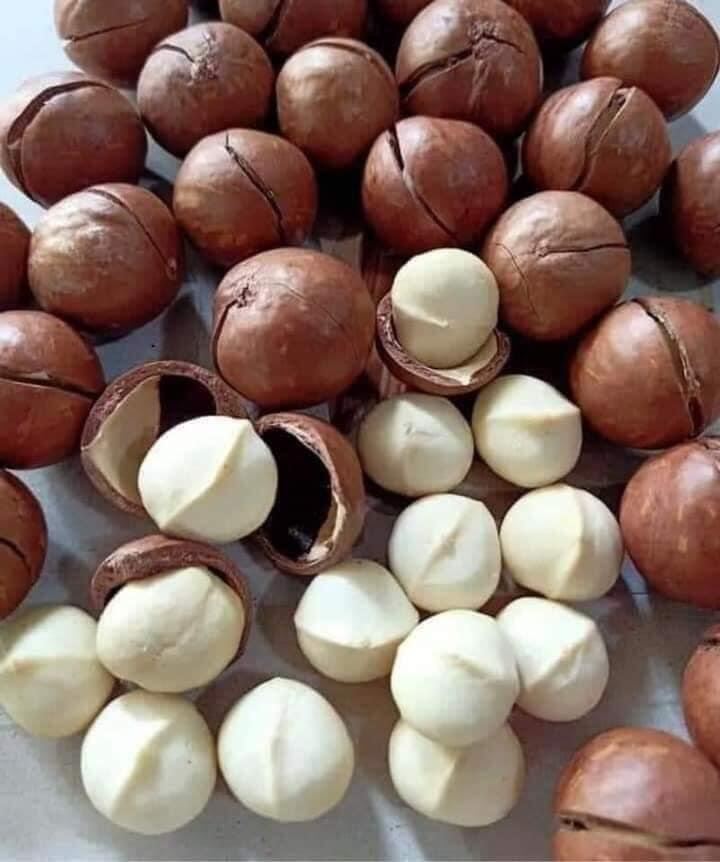 MACCA BI ĐẮK LẮK