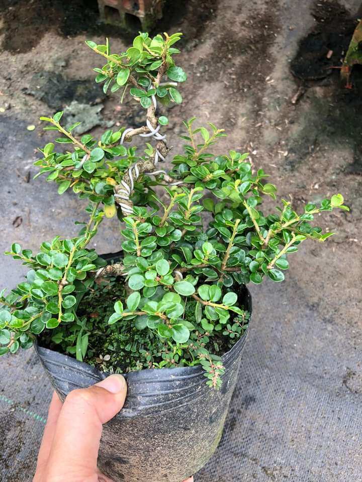 Cây sam núi trái bonsai mini để bàn