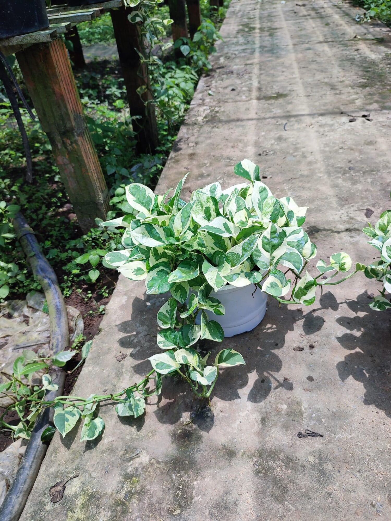 Chậu cây trầu bà Ngọc thủy lớn