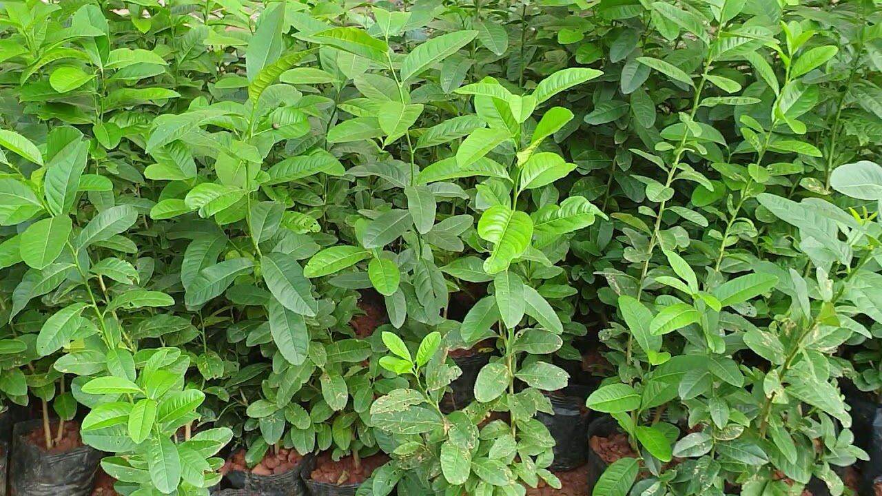 GIỐNG CÂY CHANH VÀNG GHÉP