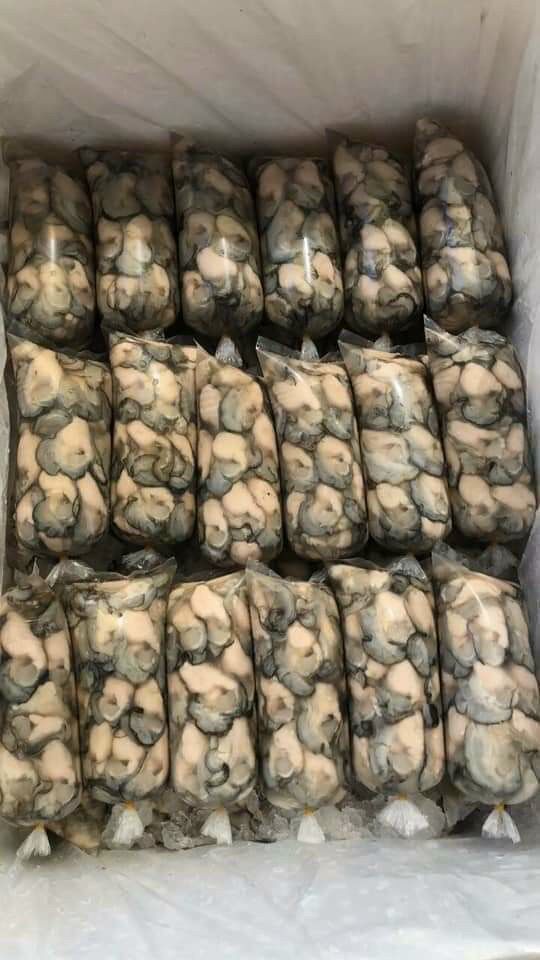 Shelled Milk Oyster 500g (Delivery in Ho Chi Minh City) Urgent Delivery