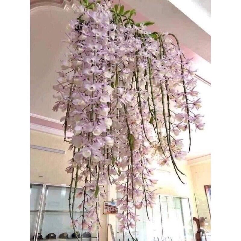 Hoa lan hạc vĩ