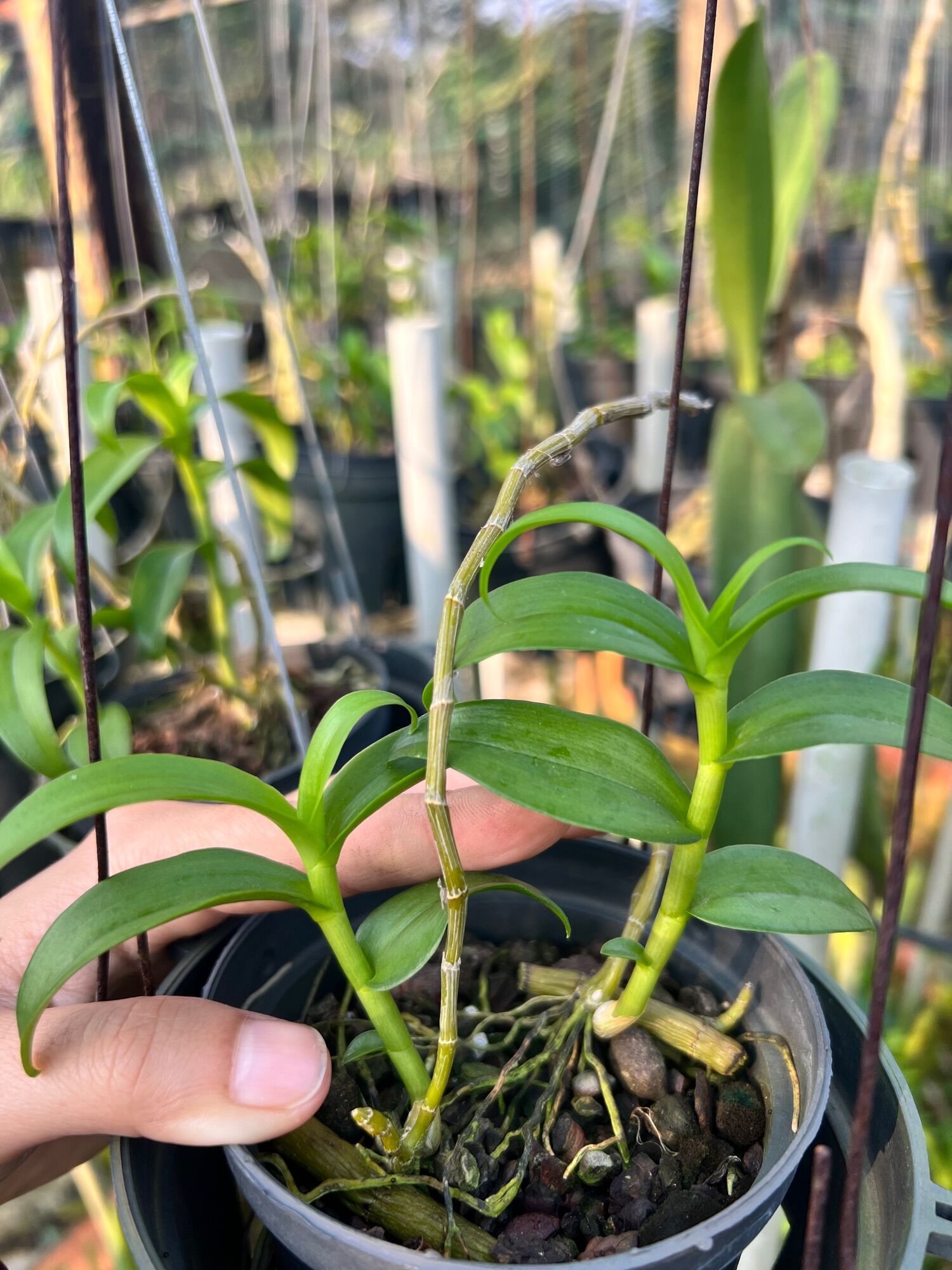 Phi Điệp kie con các màu