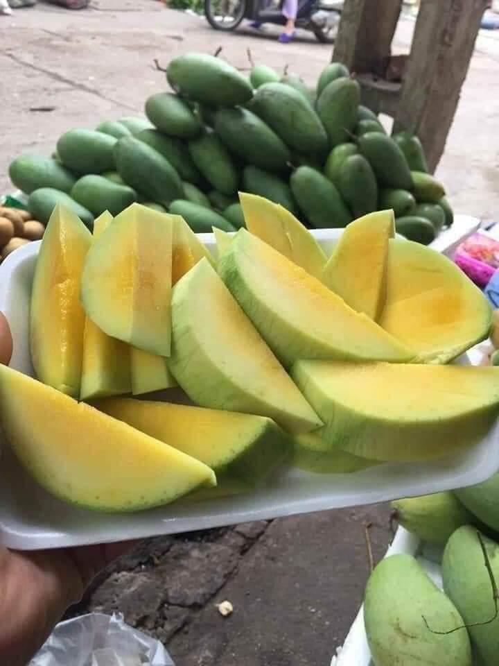 CÂY GIỐNG XOÀI HẠT LÉP