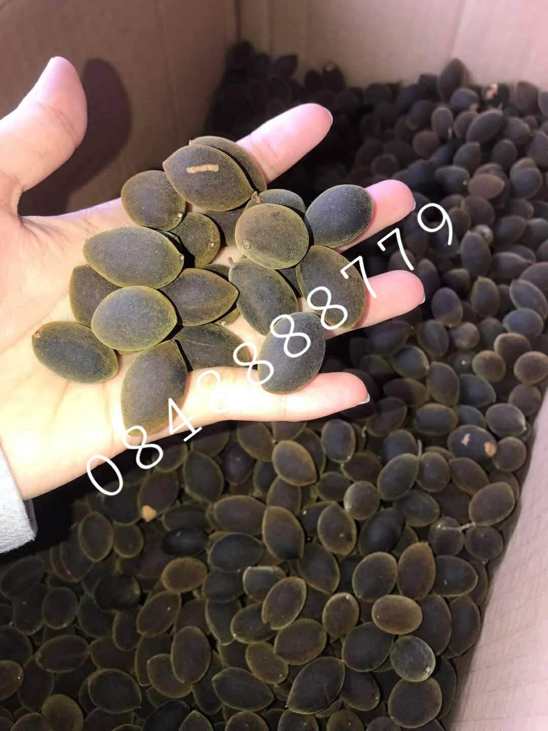 Trái say rừng đặc sản gia lai