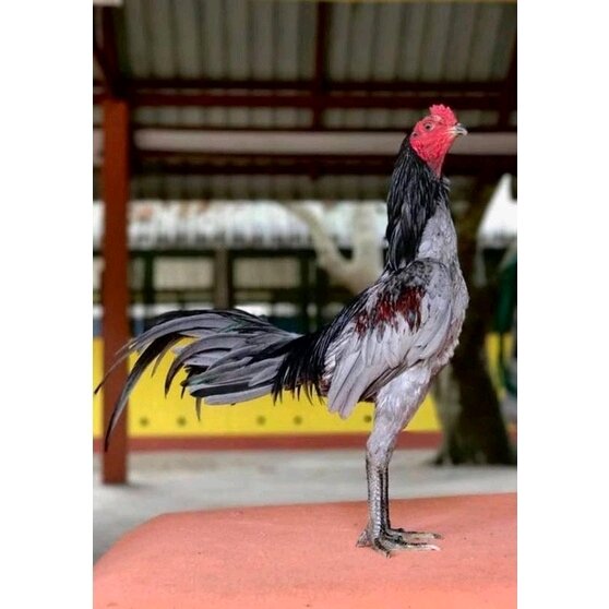 Gà thú bông 3d tập lực cho gà đá - gà tập lực 6 🐓