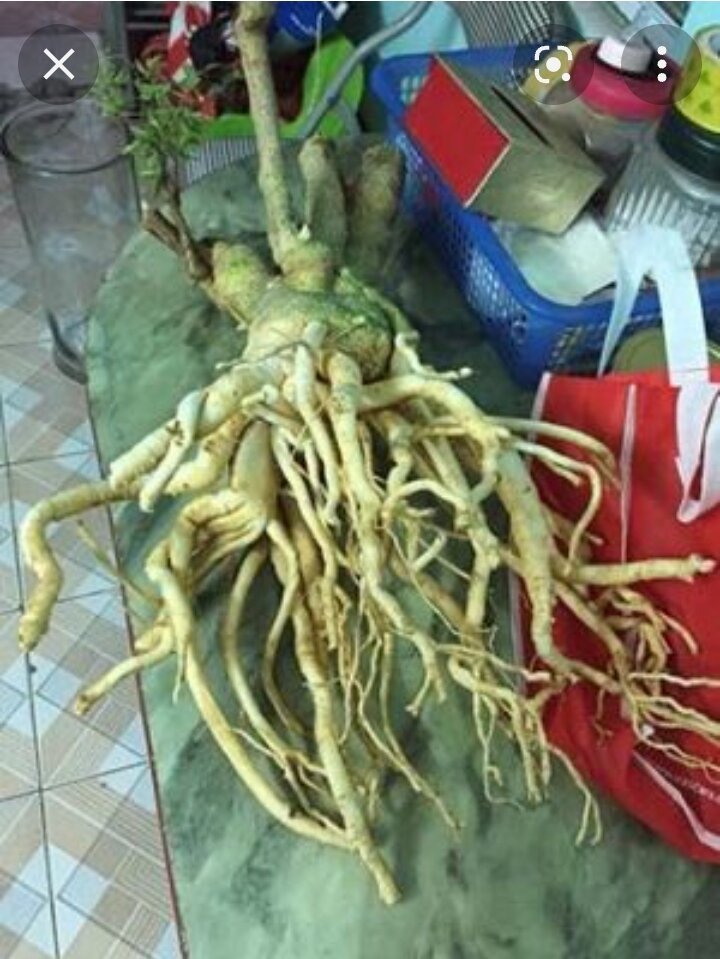 Củ đinh lăng nguyên củ tươi 5kg
