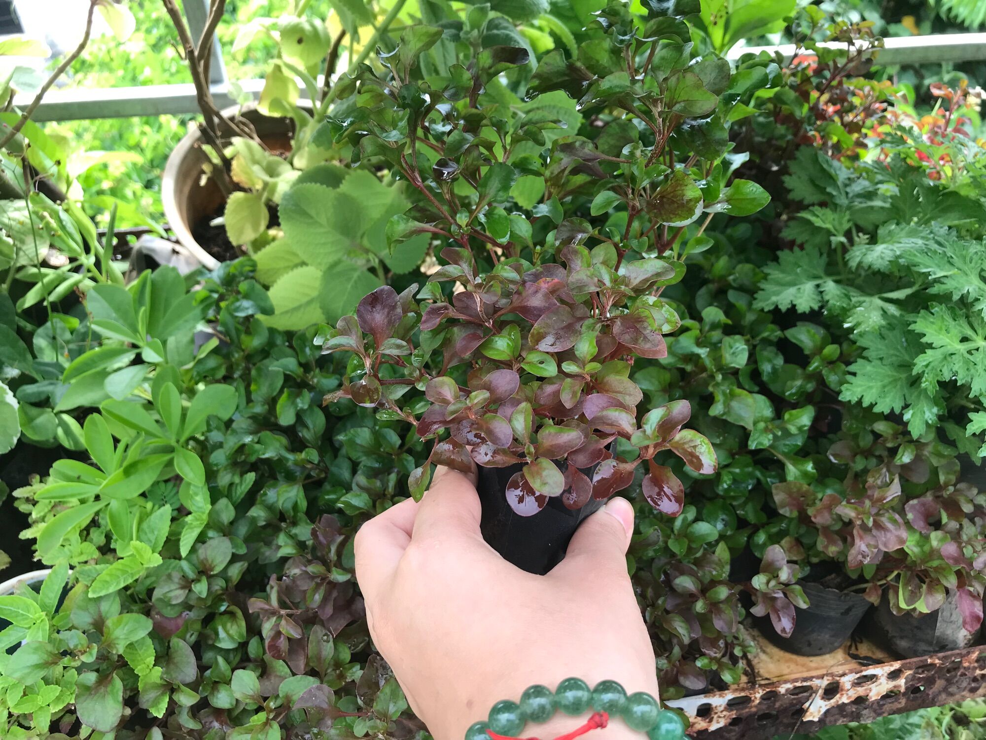Chậu cây cải xoong Nhật ( dền Nhật)