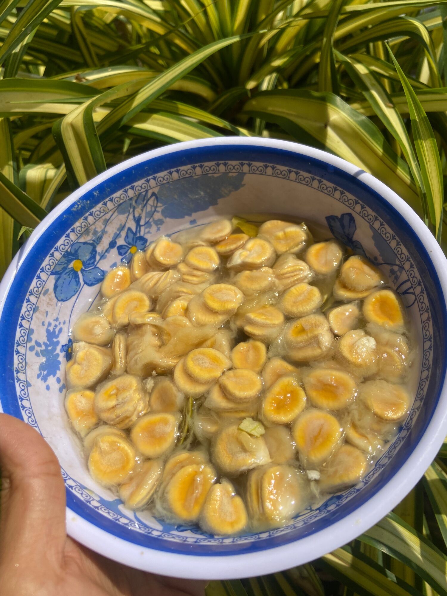 Hạt giống la hán quả (15 hạt)
