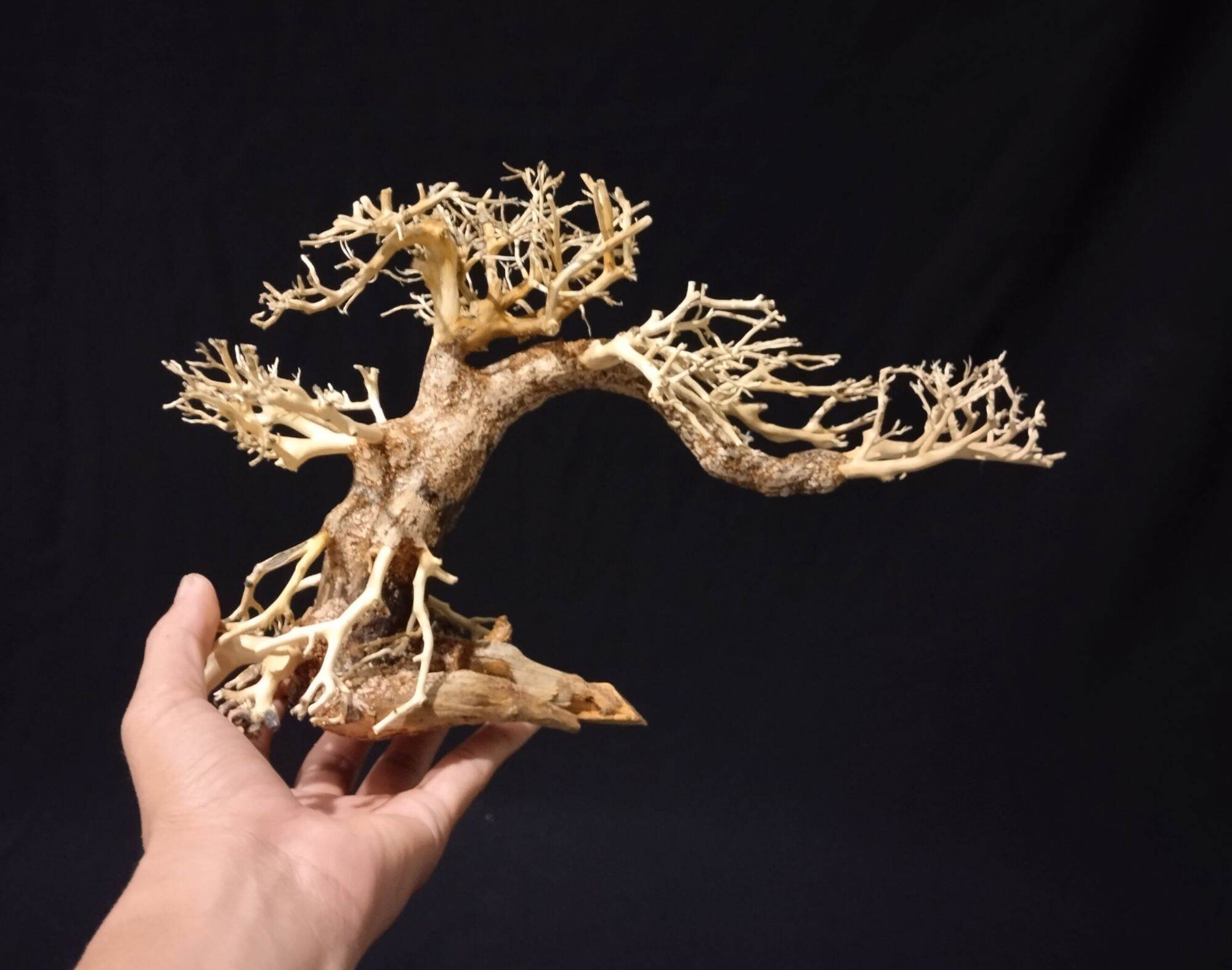 Lũa Bonsai thủy sinh mini dáng đổ cho hồ 30, 40 cm