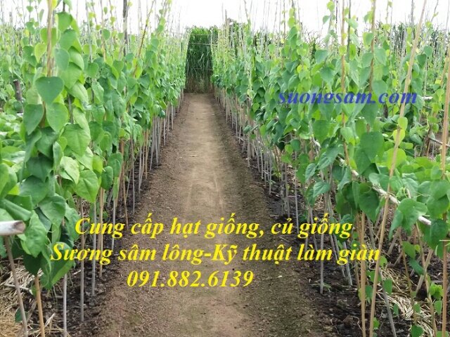 Hạt giống sương sâm lông 50 hạt