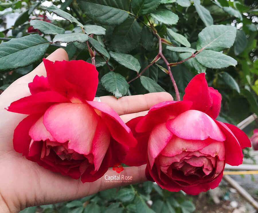 Hoa hồng bán leo Docteurs Massad Rose