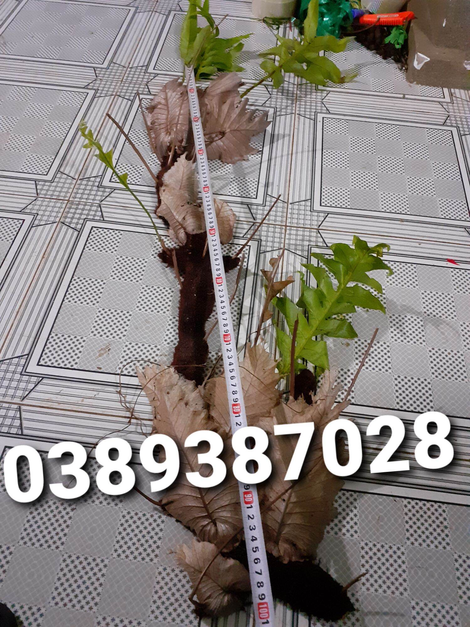 Cây tắc kè đá giống,dài 1m20,hàng độc