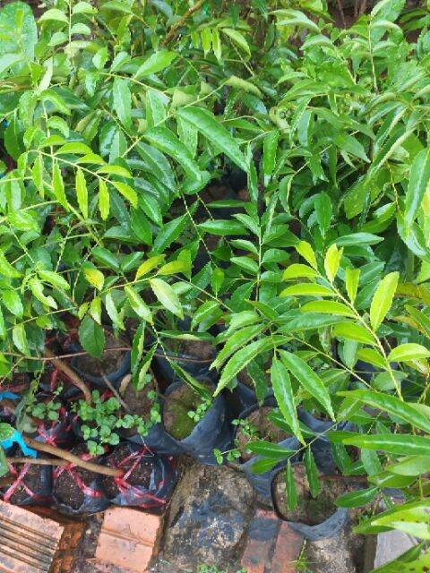 The Macadamia Seedling Is 60cm Tall.