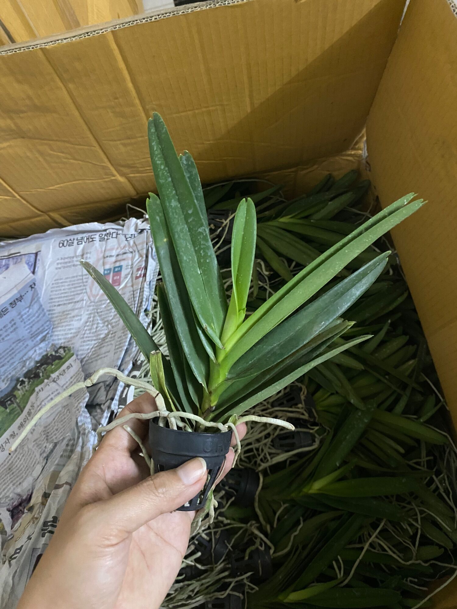 Lan Vanda Lai Hoa Màu Tím - Cây Con