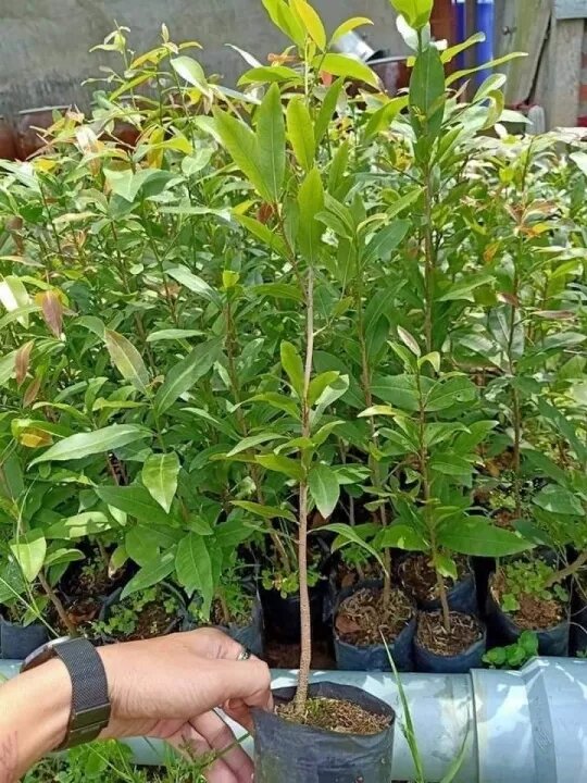 Mai Con Giống Giảo Zin(Mai Giảo Thủ Đức)