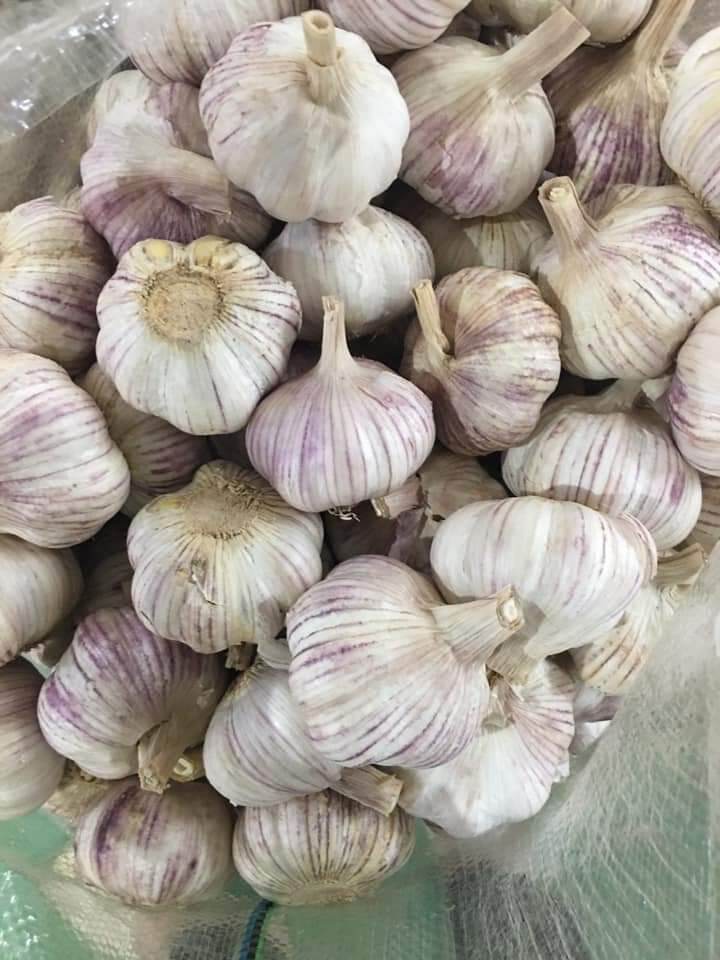tỏi lai tía 50k/1kg