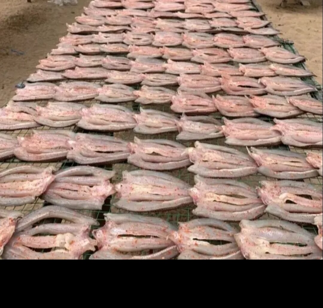 KHÔ CÁ LÓC 500gr loại 10_12c kg