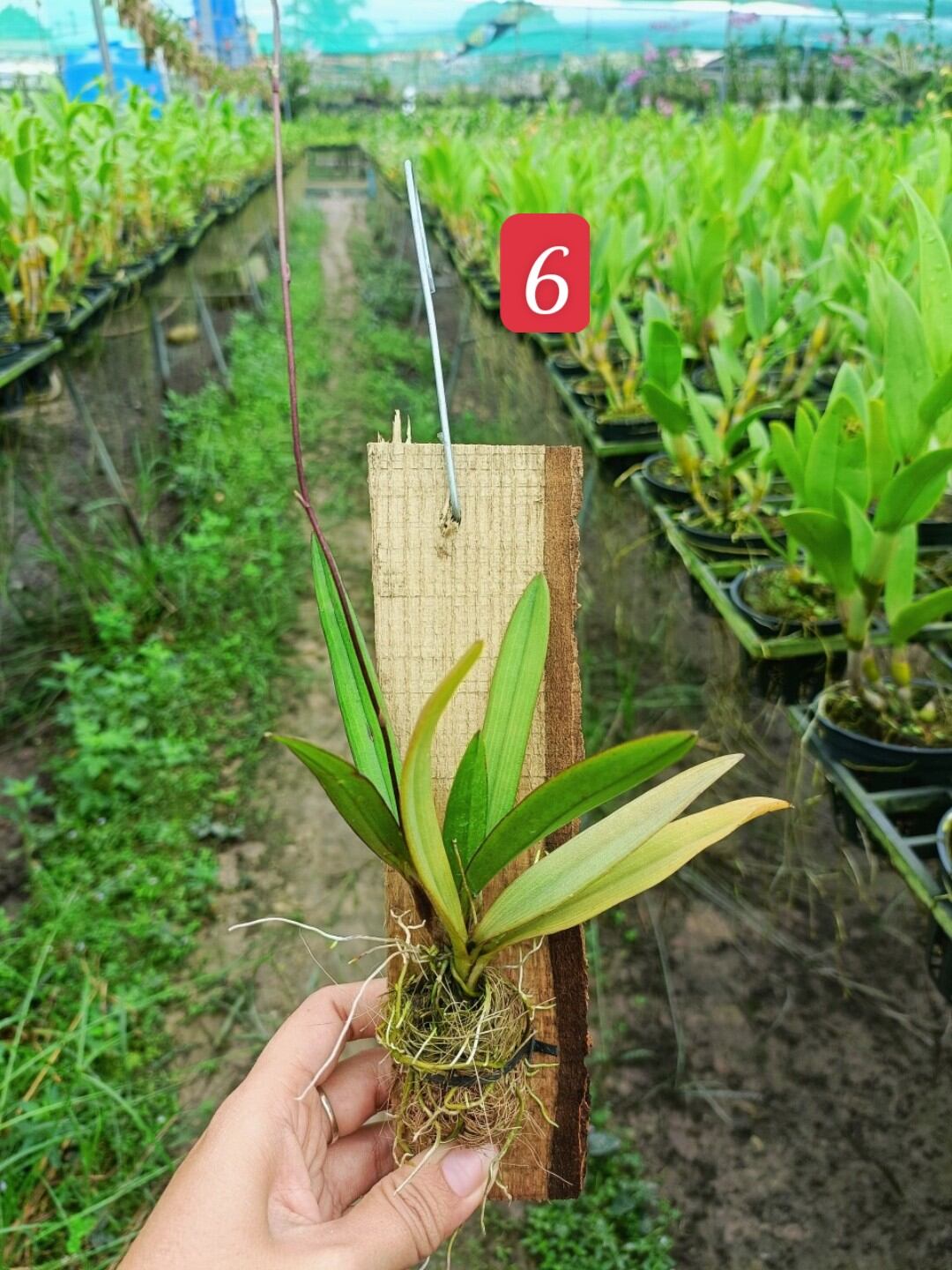 Hoa lan vũ nữ Peru ghép gỗ đang nụ