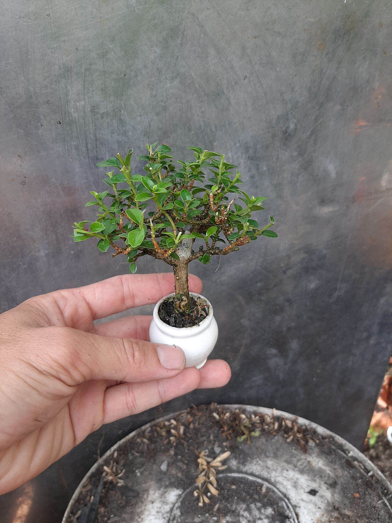 Sam hương siêu mini để bàn