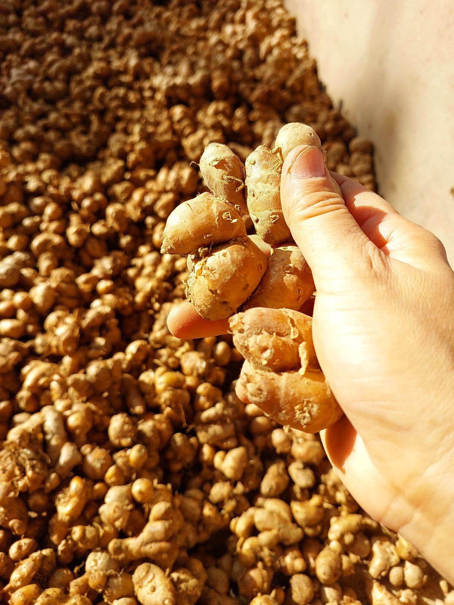 Củ xá kén, địa liền tươi 500g