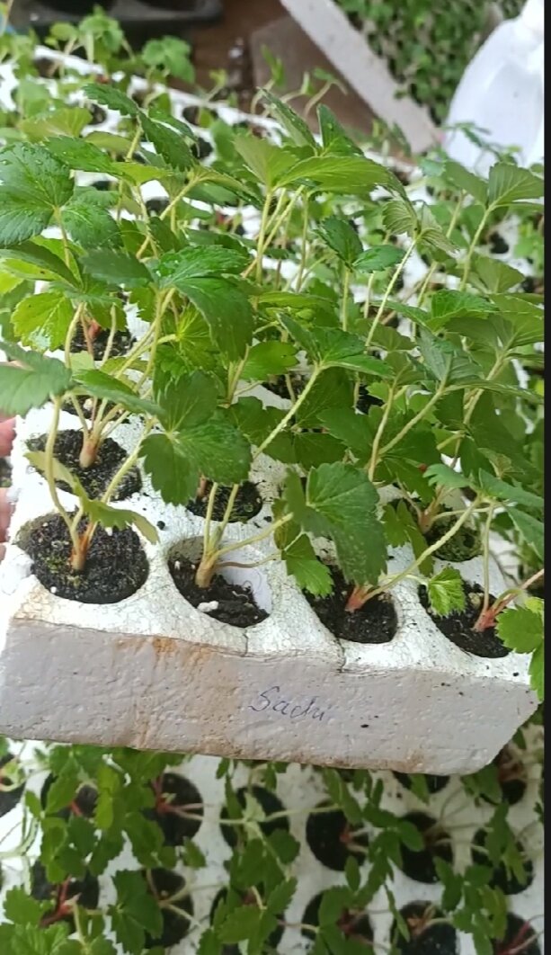 Dâu tây NHẬT SHACHI  ( combo 10 cây mô vỉ - chuẩn giống)