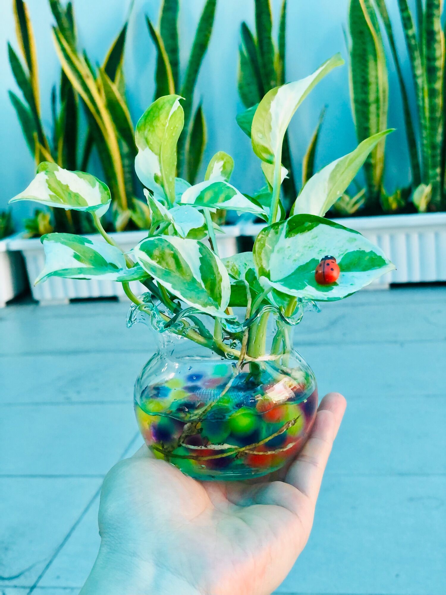 Chậu trầu bà sữa mini 5x5cm