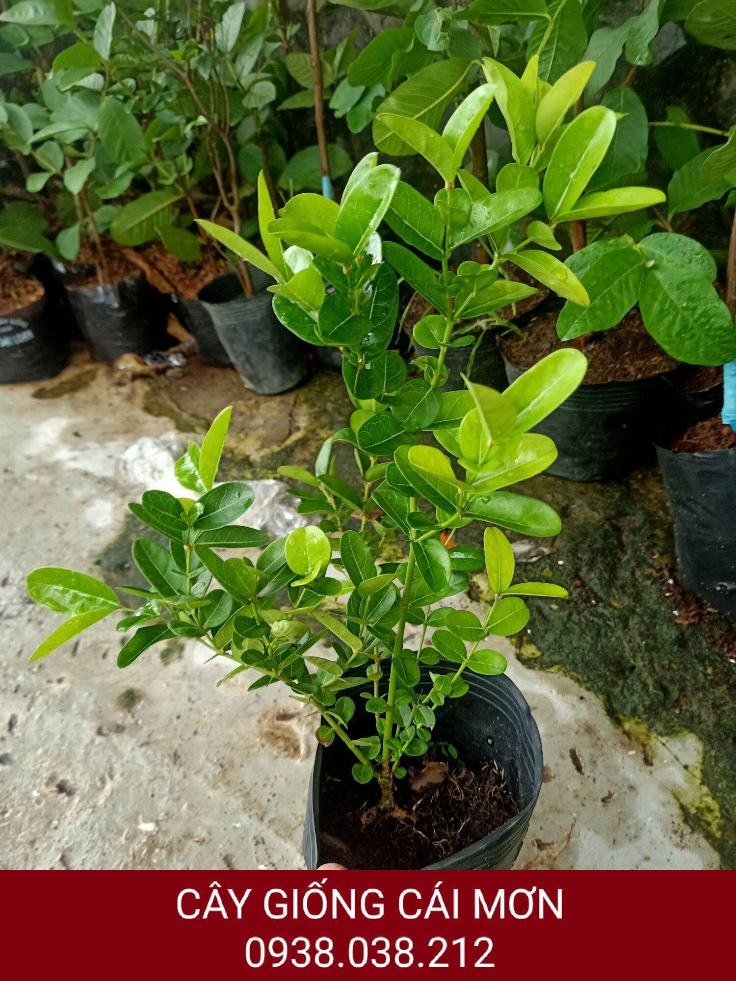 CÂY GIỐNG SIRO ( CÂY SIRO )