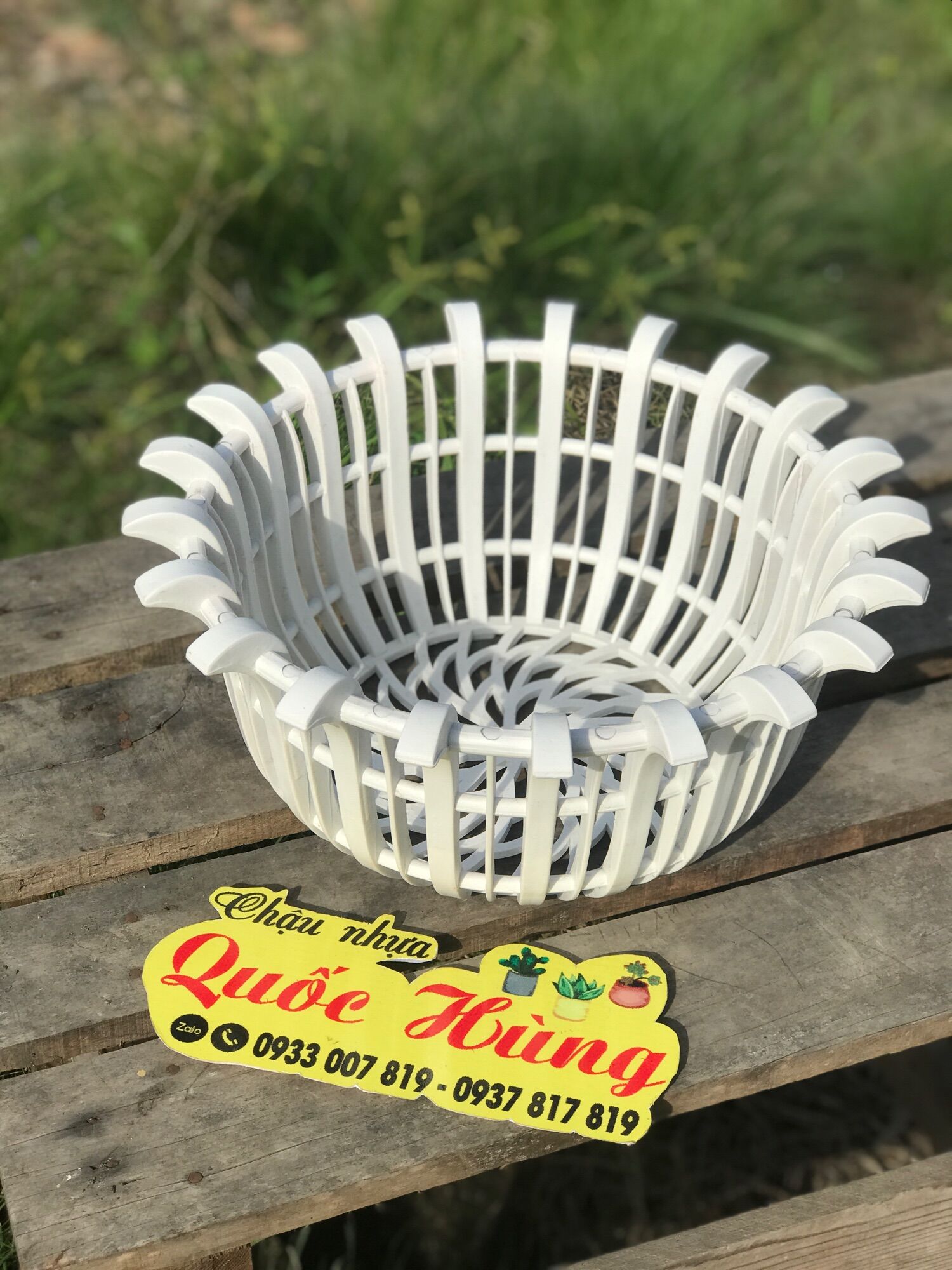 Chậu lan trắng cánh Sen cao cấp F35