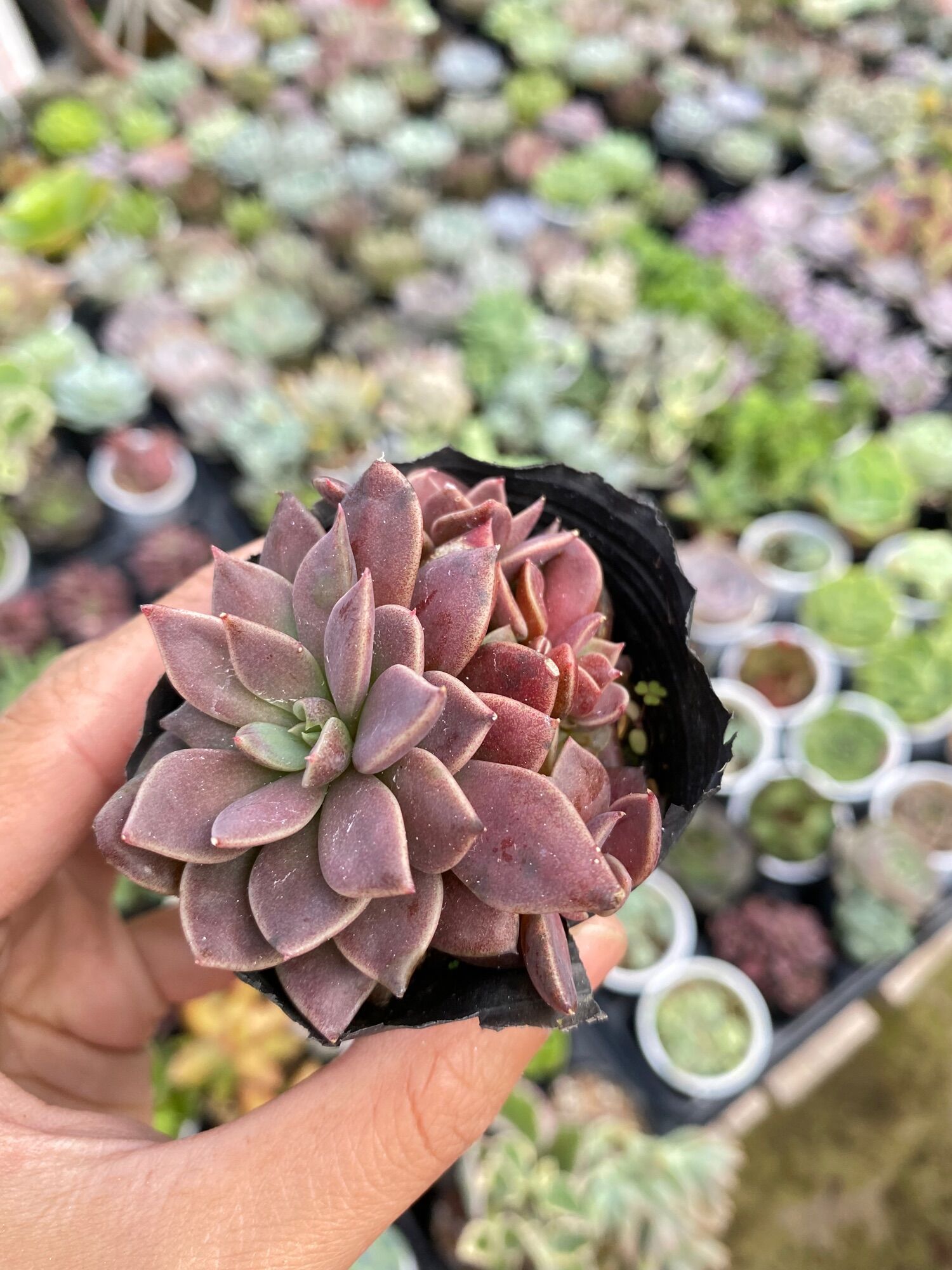 Sen đá mặt trăng size bầu 5cm Hư 1 Đổi 1