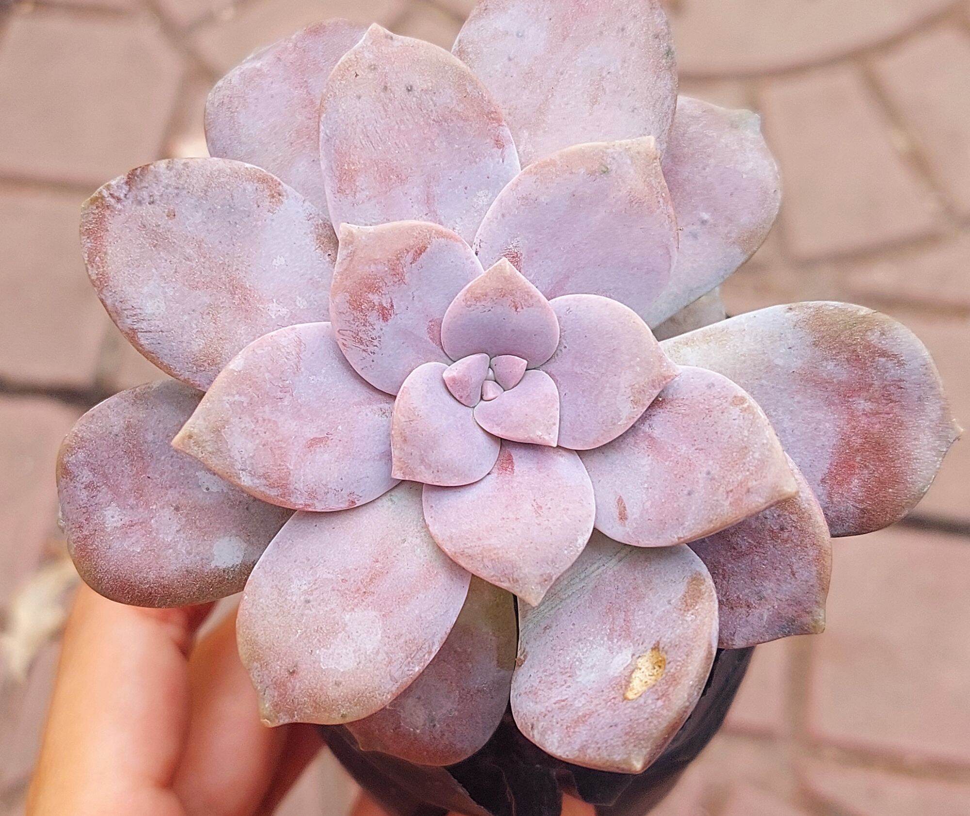 Sen đá dĩa hồng size bầu 5-6 cm