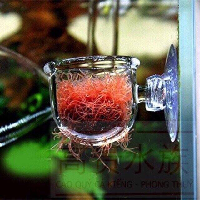 Cốc đựng trùn chỉ, cốc mica trồng cây mini.