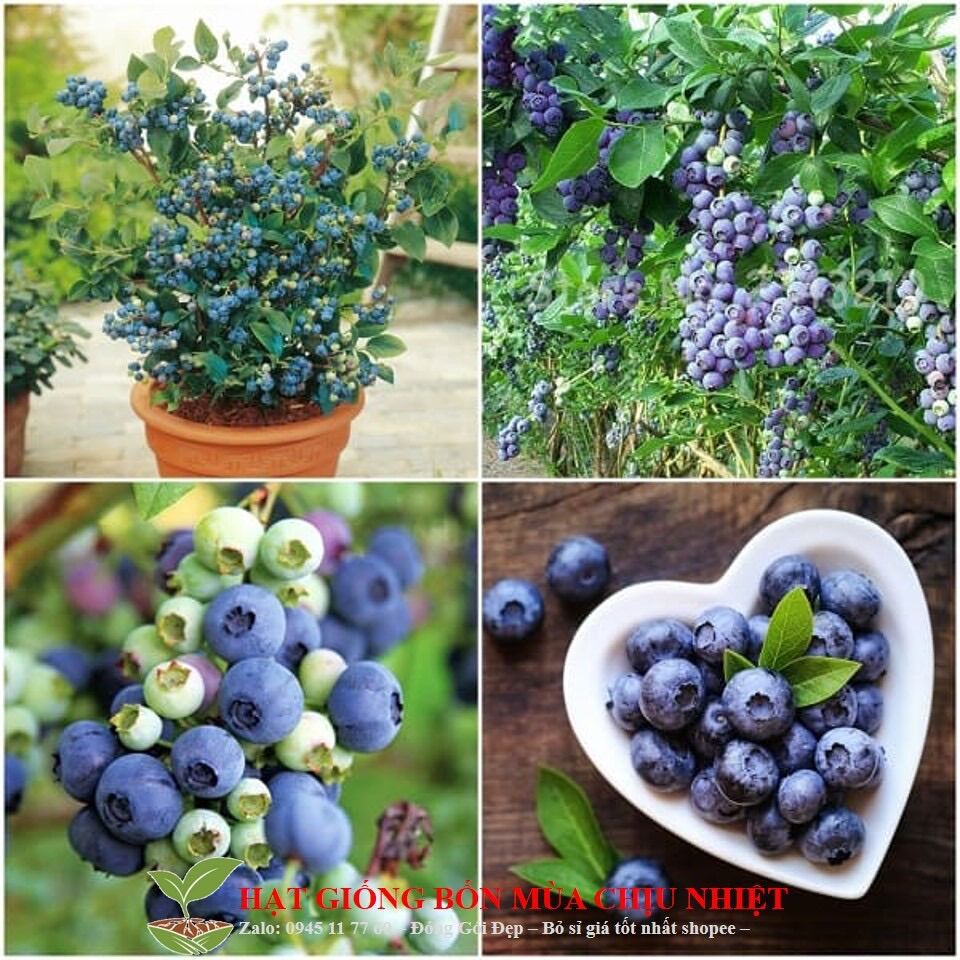 Cây giống việt quất