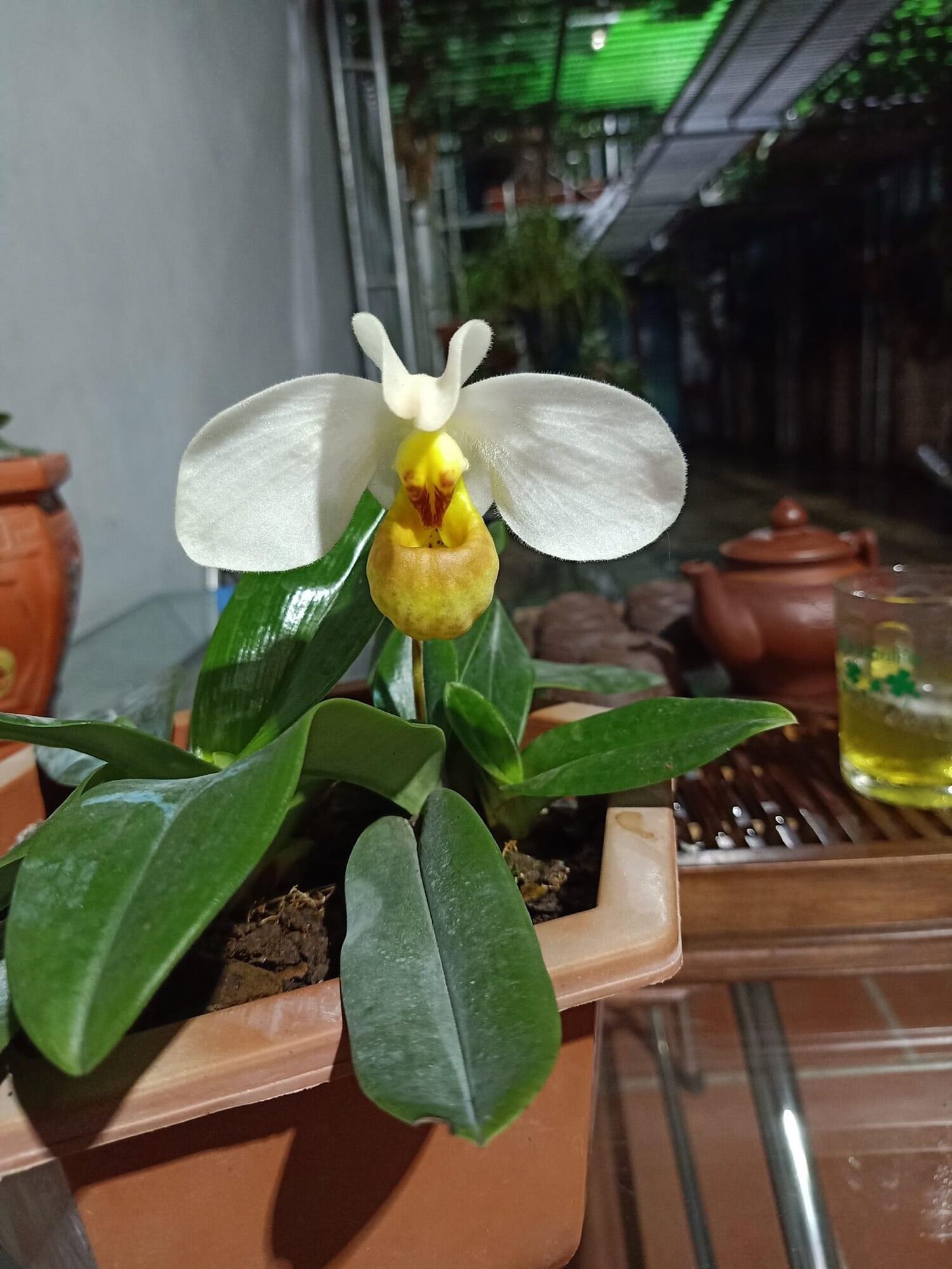 Hoa Lan đột biến hài hằng(1 cây)