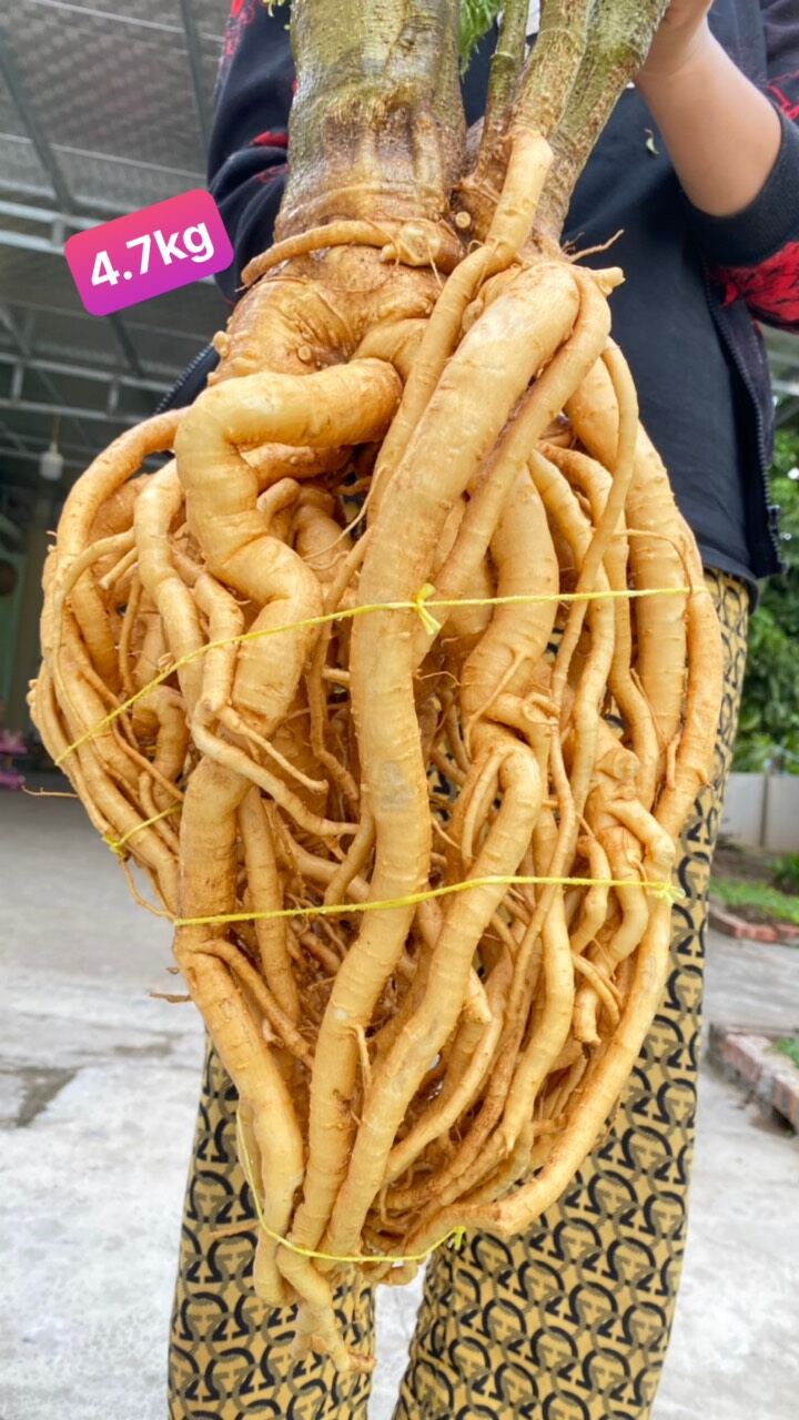 CỦ ĐINH LĂNG NGÂM RƯỢU UỐNG 250K/1Kg
