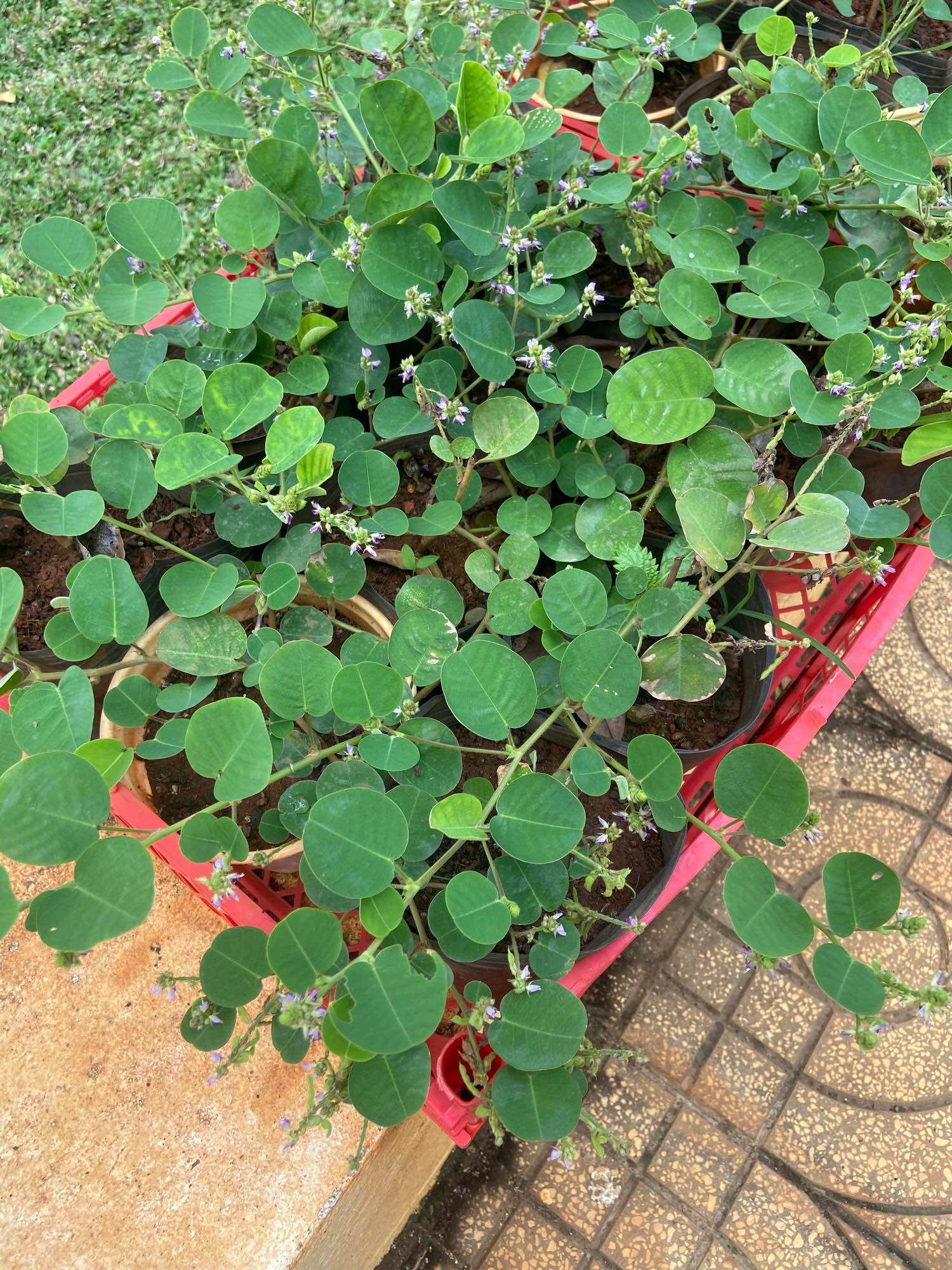 Cây giống kim tiền thảo