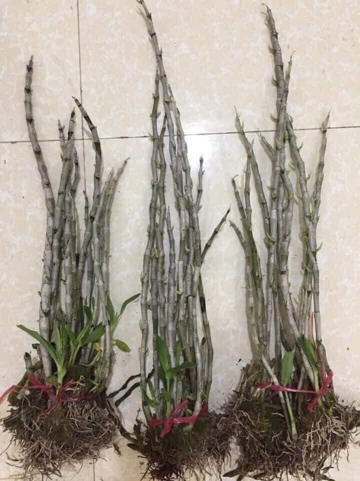 Hoa Lan phi điệp (1 bó 10 thân đủ màu)