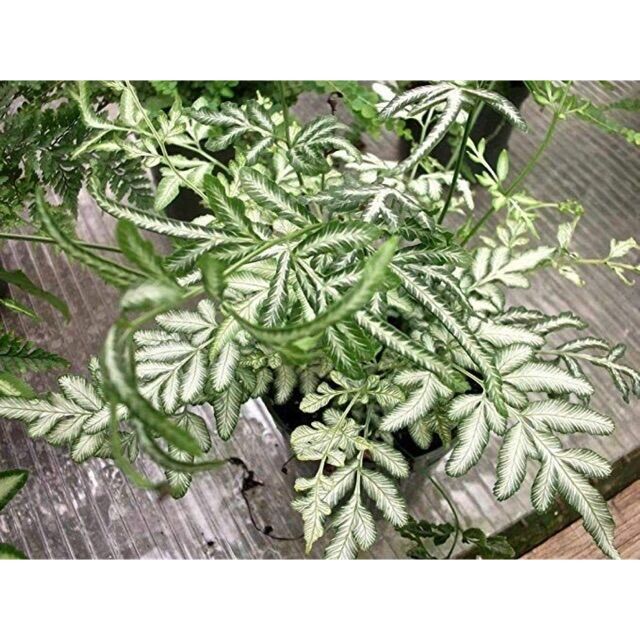 Dương xỉ lá cẩm thạch - Cây lữ phụng tiên