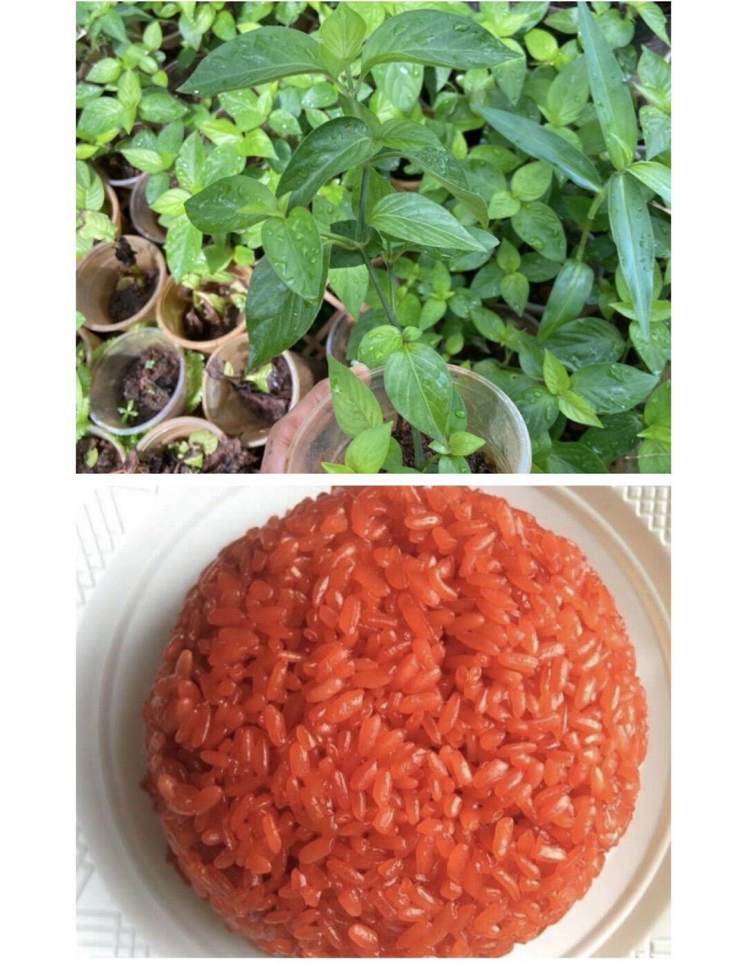 Cây lá cẩm tím, lá cẩm đỏ
