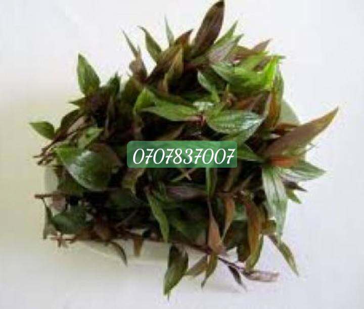 Lá thuốc dòi hữu cơ 1kg