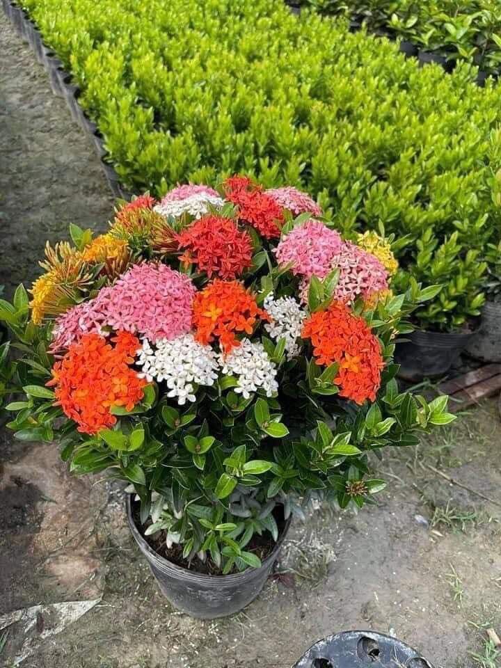 Cây hoa mẫu đơn ngũ sắc