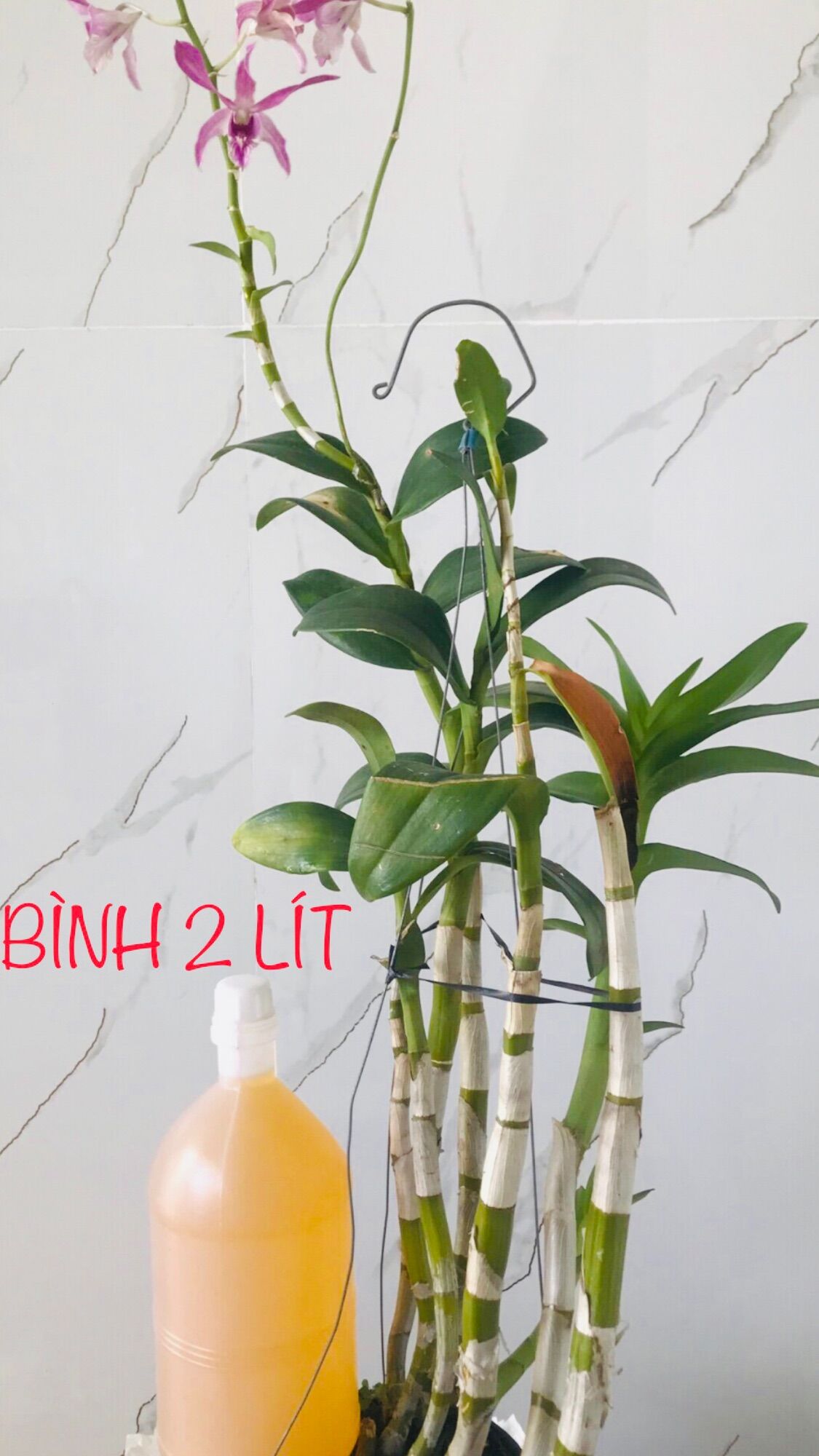 1 bình 2 lít dầu đậu phộng nguyên chất .